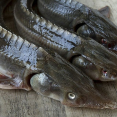 Lúng túng xác định chủng loại cá tầm nhập khẩu: Cá nội đang bị bóp nghẹt